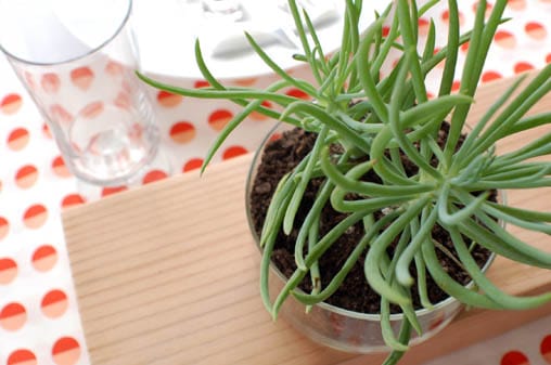 Close up of a succulent on a table. 