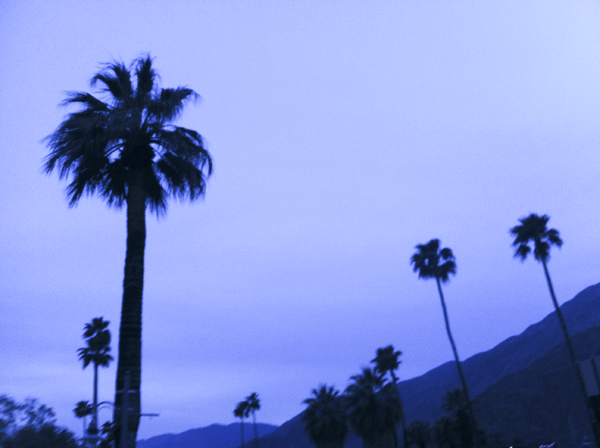 palm trees in palm springs