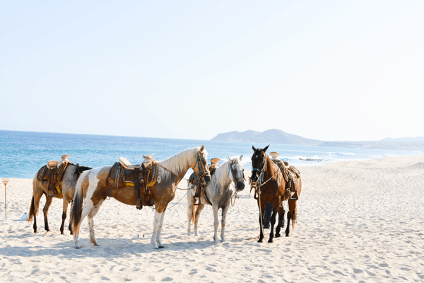 horses-on-the-beach-in-cabo