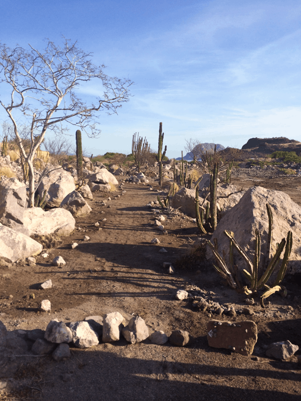 Amazing hiking trail at Villa del Palmar Loreto. 