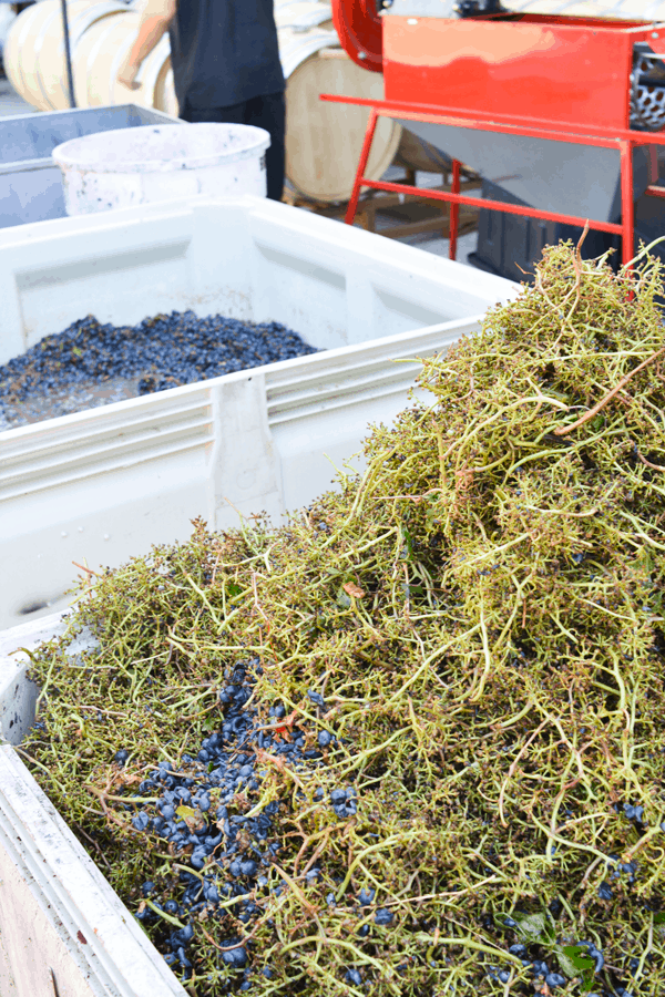 It's crush season in Temecula! We got to see what happens to the grapes when they come off the vines! #temecula. 