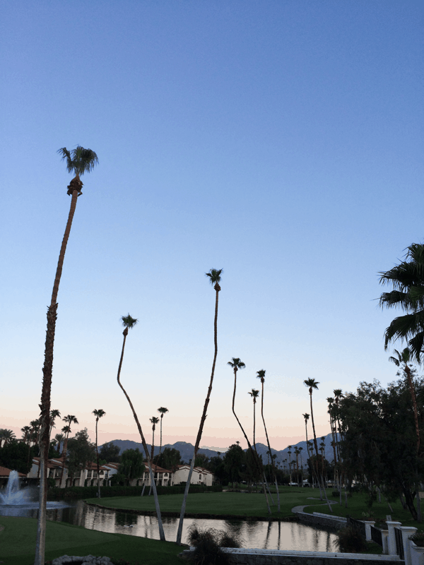 Gorgeous Palm Springs evening.