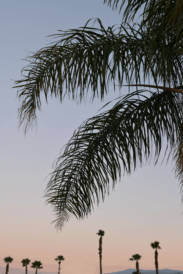 Palm Trees and sunset in Palm Springs. #campmixalot. // cupcakesandcutlery.com