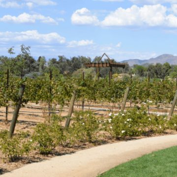 Napa may be popular, but Temecula wineries are just as beautiful.