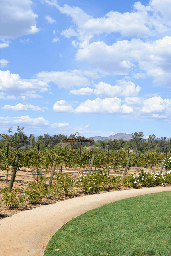 Gorgeous grounds at Lorimar Winery in Temecula.