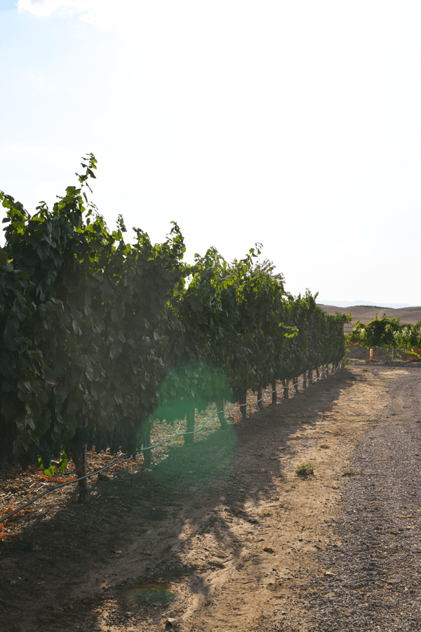 Gorgeous vineyards at Doffo Winery. #Temecula 