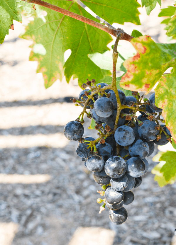 Plan a trip to see the grapes and taste the wine in Temecula.