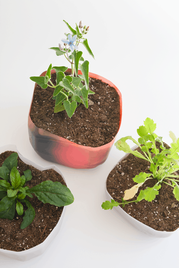 DIY milk jug planters with plants in them.