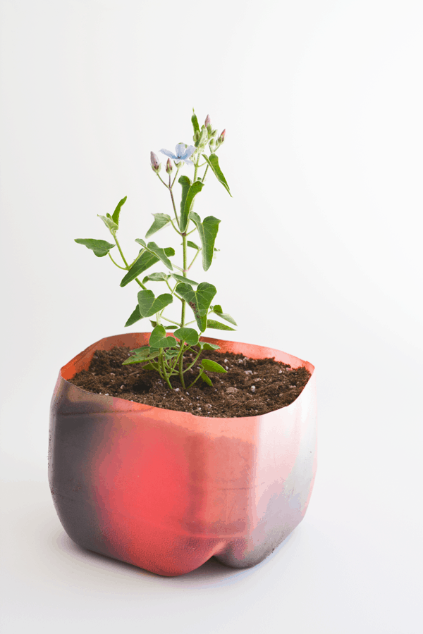 Colorful milk jug planter with dirt and plant on a table.  