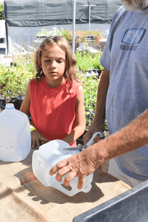 Making milk jug planters out of empty plastic milk jugs. 
