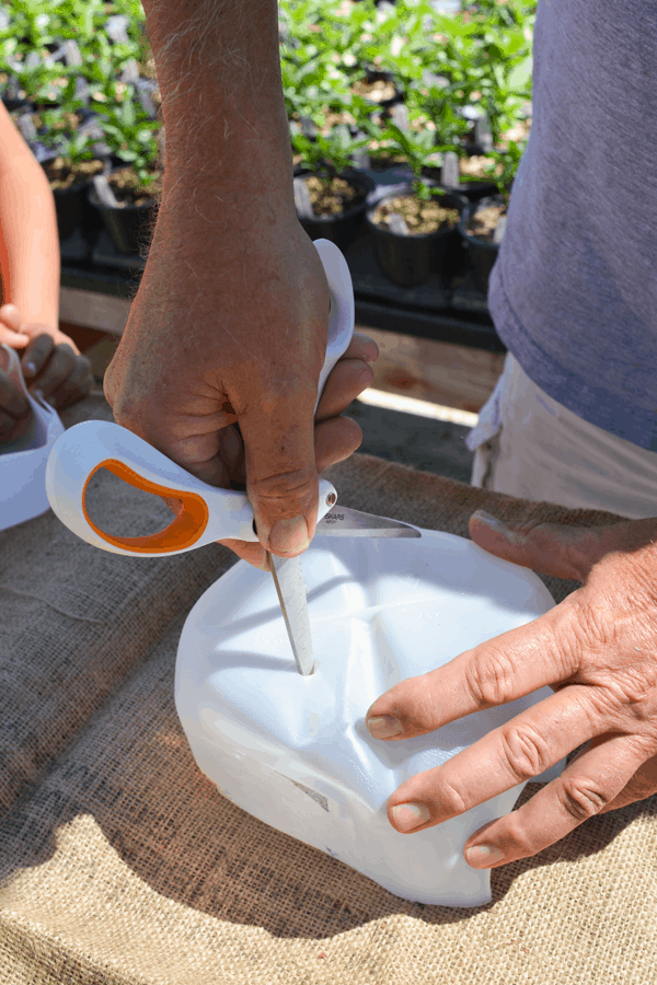 Cutting holes in the bottom of your plastic milk jug to make it in to a planter. 