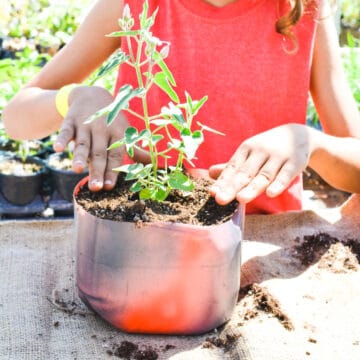 Kid planting a plant in dirt inside an upcycled plastic milk jug turned into a planter