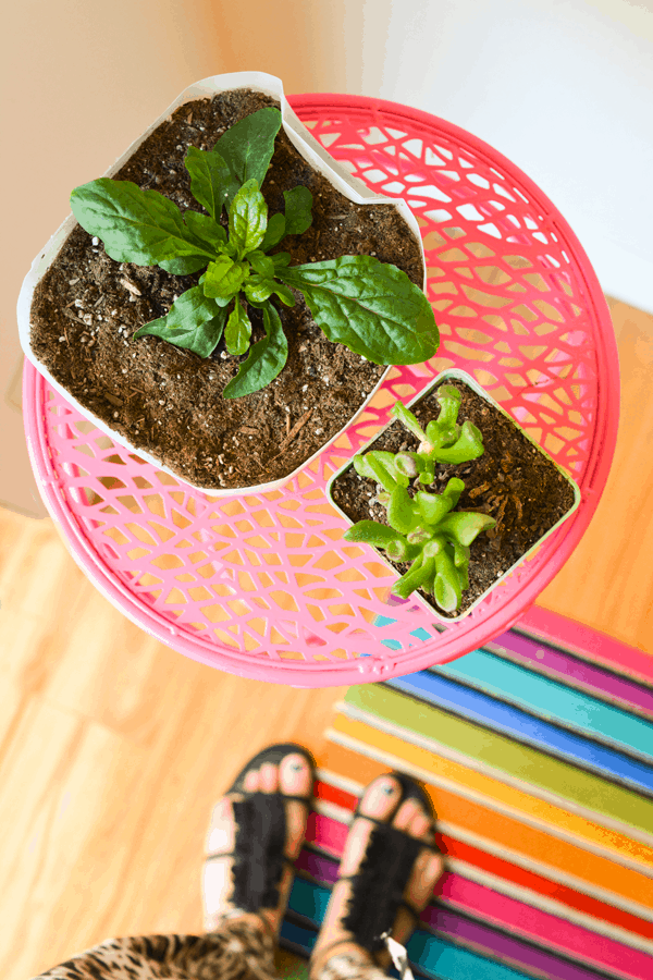 Overhead image of homemade milk jug planters with plants in them. 