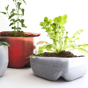 Plastic milk jug planters with plants on a table.