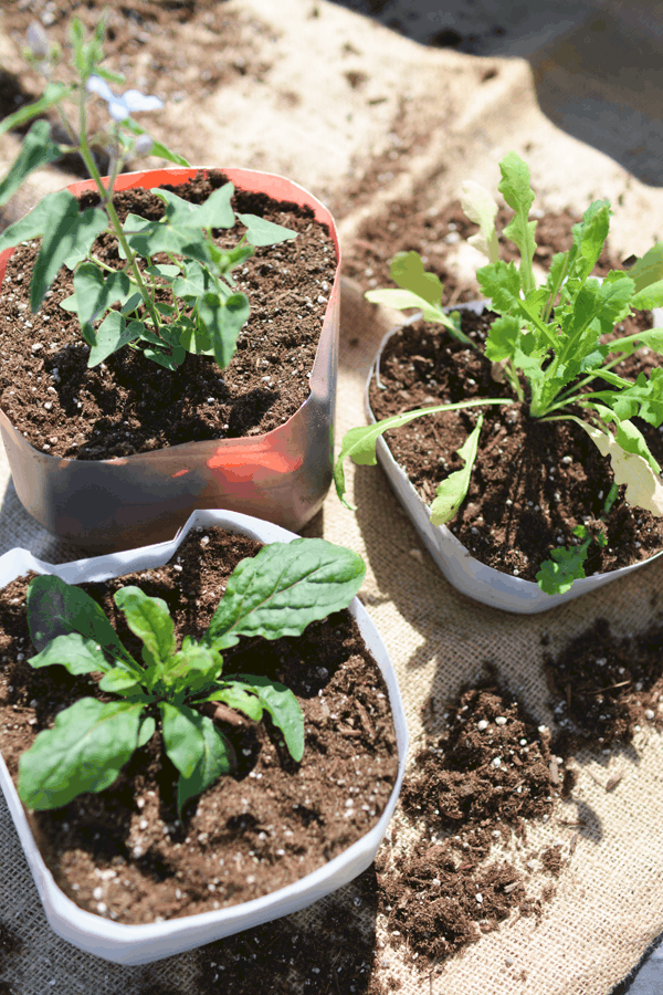 3 homemade planters out of milk jugs with dirt and plants in them. 