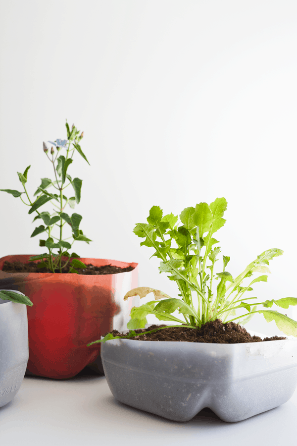 Easy DIY Upcycled Plastic Milk Jug Planters with plants in them. 
