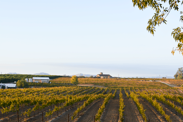 Lorimar Winery in Temecula. #LorimarSleepover