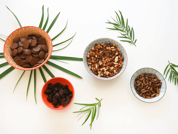 Ingredients to make a chocolate bark recipe with edible roasted crickets.