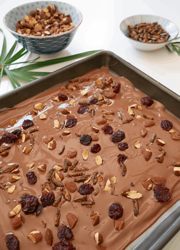 Chocolate bark with roasted edible crickets, dried cherries and roasted almonds. 