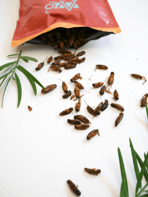Roasted crickets are a creepy addition to this easy chocolate bark recipe.