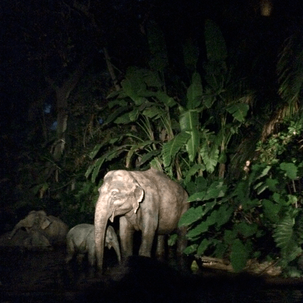 Consider what rides at Disneyland should be ridden in the day time, like Jungle Cruise.