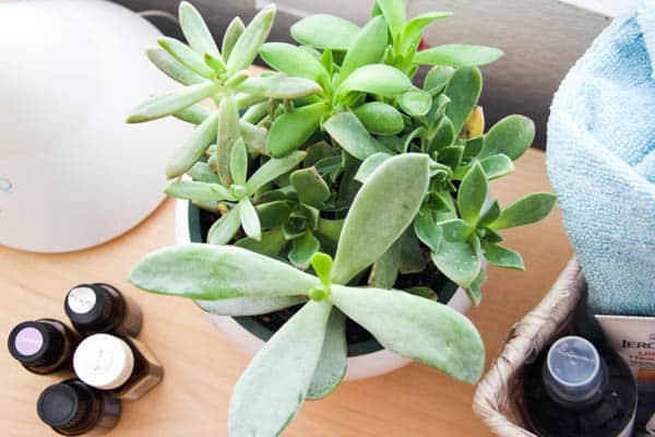 overhead shot of a potted succulent on a table.