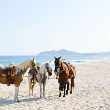 horses on the beach in mexico