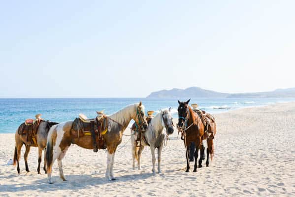 Horses on the beach outside of Dreams Los Cabos Suites Golf Resort & Spa