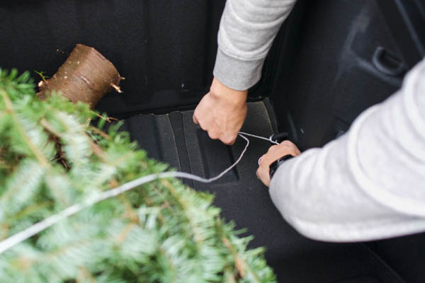 Man tying Christmas tree down in the bed of a truck.