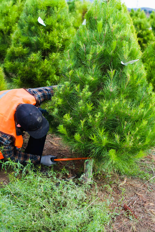 Man cutting down a christmas tree.