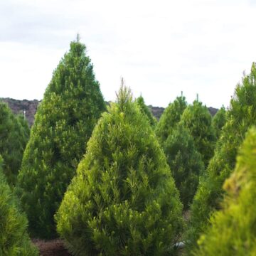 Image contains trees in a Christmas tree farm.