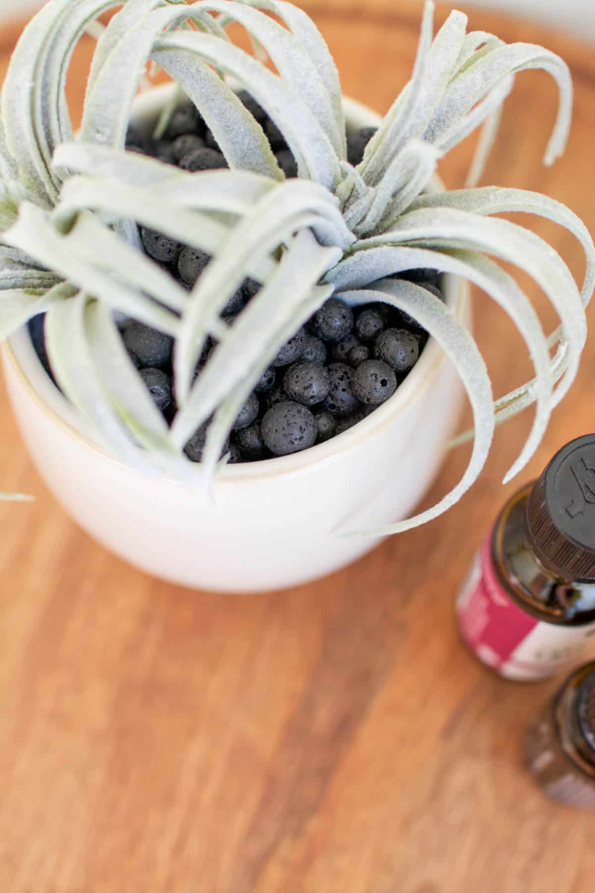 Close up of lava stones under a succulent in a small planter to add essential oils to.