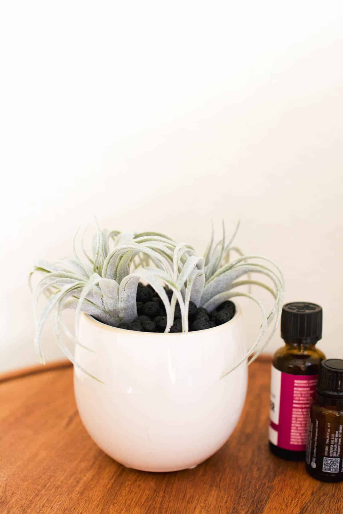 A homemade lava rock diffuser made from a succulent in a planter next to bottles of essential oils.