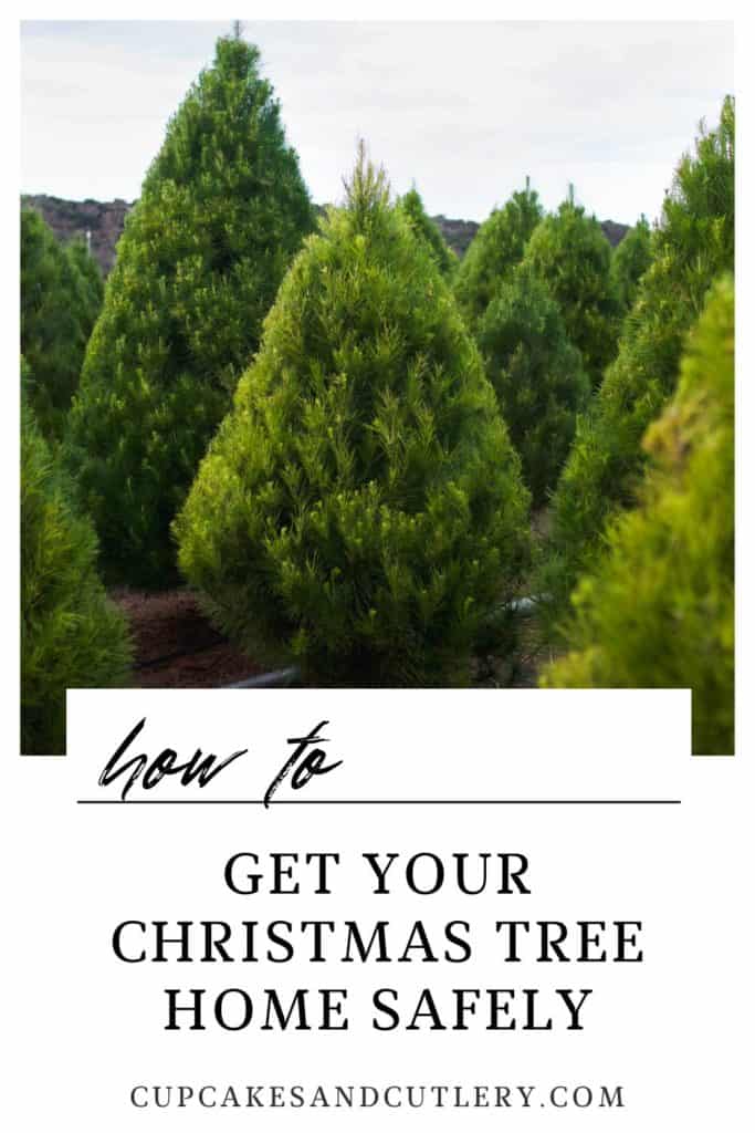 Christmas trees planted with text that says how to get your christmas tree home.